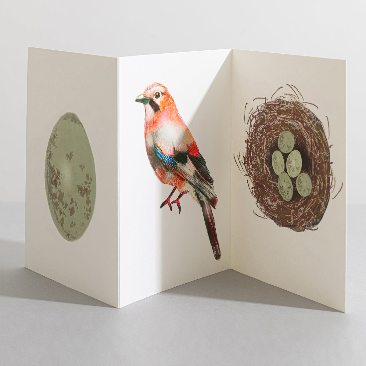 Jay Concertina Card sara_sayer