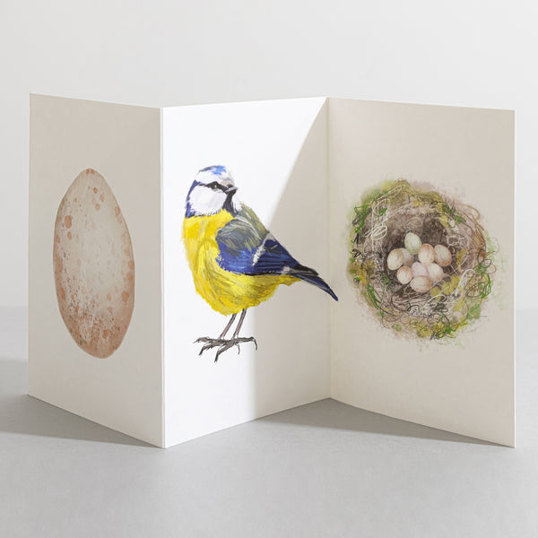 Bluetit British Bird card Concertina Card - Sara Sayer