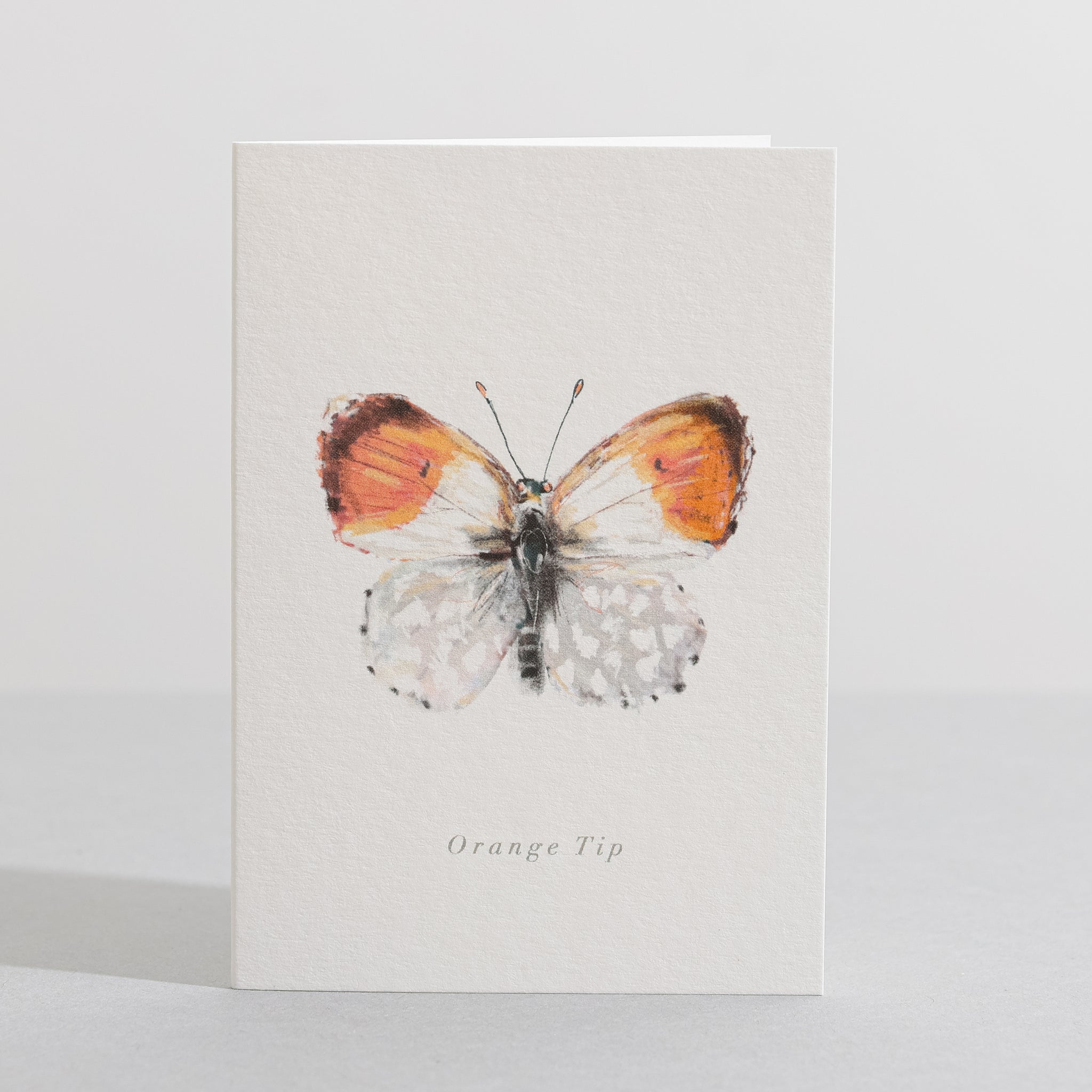 Orange Tip butterfly card - Sara Sayer