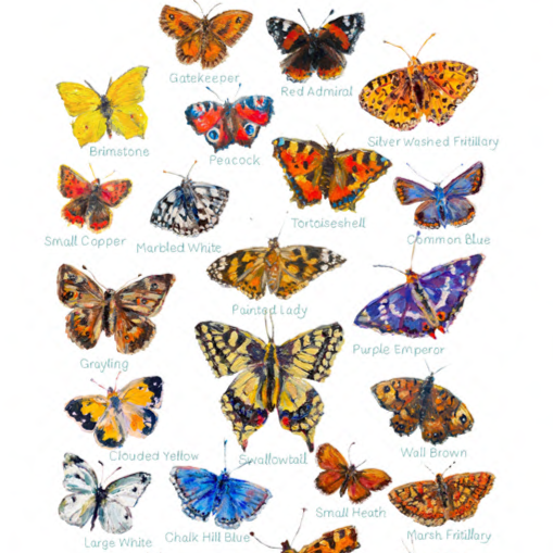 detail British Butterfly Wall Art Print - Sara Sayer
