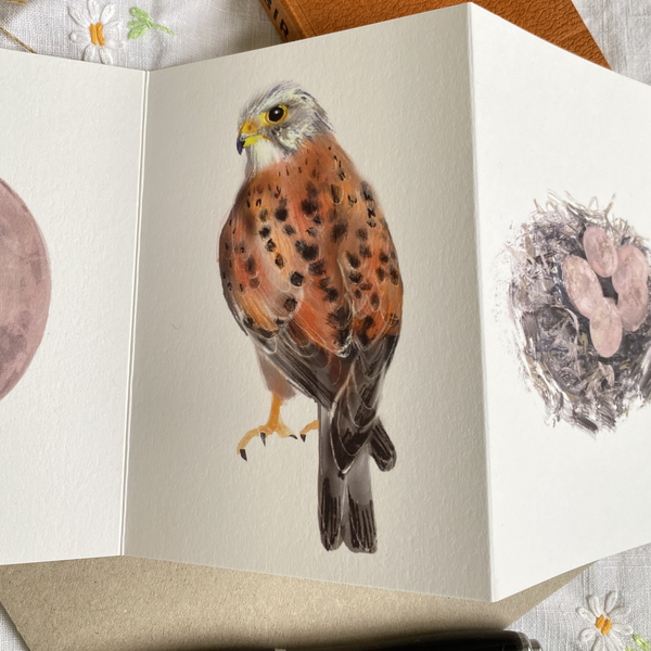 Kestrel British Bird card Concertina Card - Sara Sayer